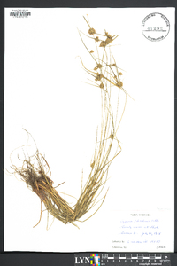 Cyperus filiculmis image