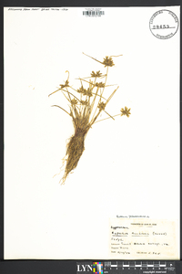 Cyperus flavescens image