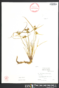 Cyperus flavescens image