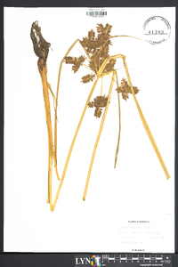 Cyperus flavicomus image