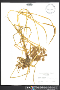 Cyperus globulosus image