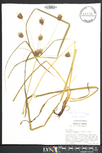 Cyperus lancastriensis image