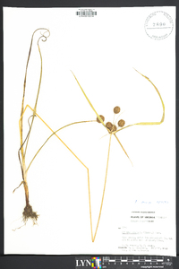 Cyperus echinatus image