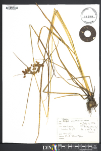 Cyperus pseudovegetus image