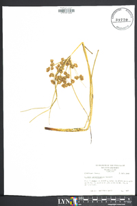 Cyperus pseudovegetus image