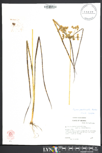 Cyperus pseudovegetus image