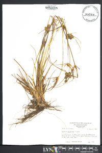 Cyperus retrorsus image