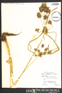 Cyperus retrofractus image