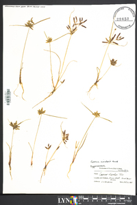 Cyperus bipartitus image