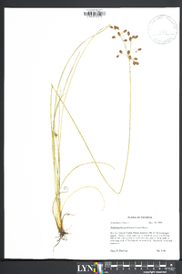 Fimbristylis caroliniana image