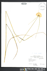 Eriophorum virginicum image