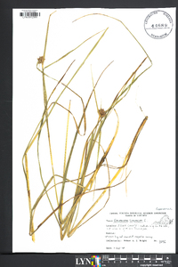 Eriophorum virginicum image