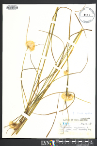 Eriophorum virginicum image