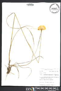 Eriophorum virginicum image