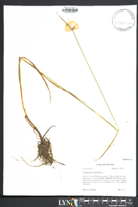 Eriophorum virginicum image