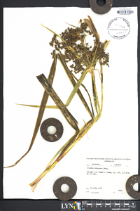 Scirpus expansus image