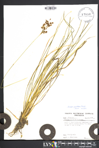 Scirpus pendulus image