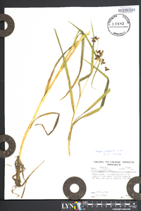 Scirpus polyphyllus image