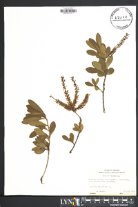 Cyrilla racemiflora image