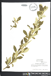 Elaeagnus angustifolia image