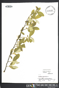 Elaeagnus angustifolia image