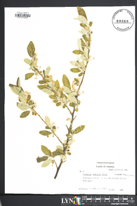 Elaeagnus commutata image