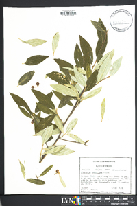 Elaeagnus umbellata image