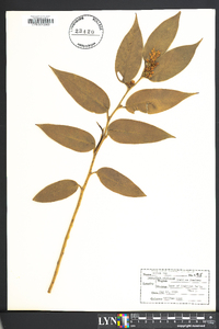 Leucothoe editorum image