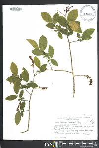 Leucothoe racemosa image