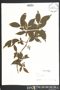 Leucothoe recurva image