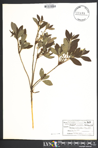 Rhododendron pilosum image