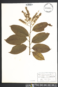 Oxydendrum arboreum image