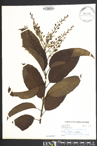 Oxydendrum arboreum image