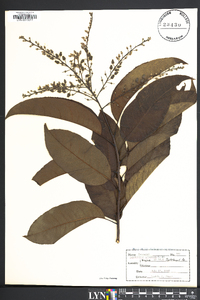 Oxydendrum arboreum image