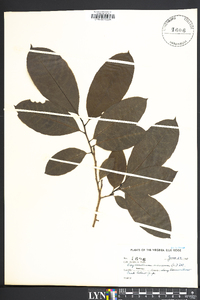 Oxydendrum arboreum image