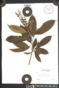 Oxydendrum arboreum image