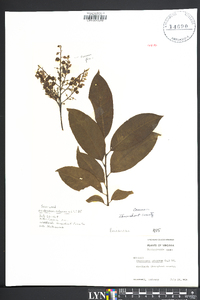 Oxydendrum arboreum image