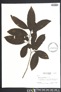 Oxydendrum arboreum image