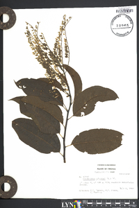 Oxydendrum arboreum image