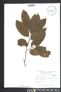 Oxydendrum arboreum image