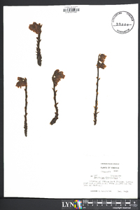 Hypopitys monotropa image