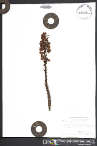 Hypopitys monotropa image