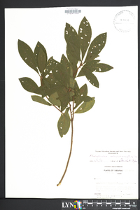 Rhododendron calendulaceum image