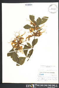 Rhododendron calendulaceum image