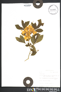 Rhododendron calendulaceum image