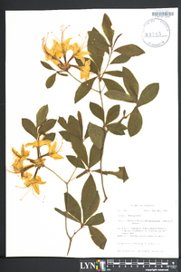 Rhododendron calendulaceum image