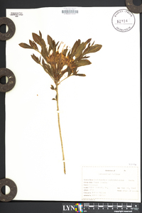 Rhododendron calendulaceum image