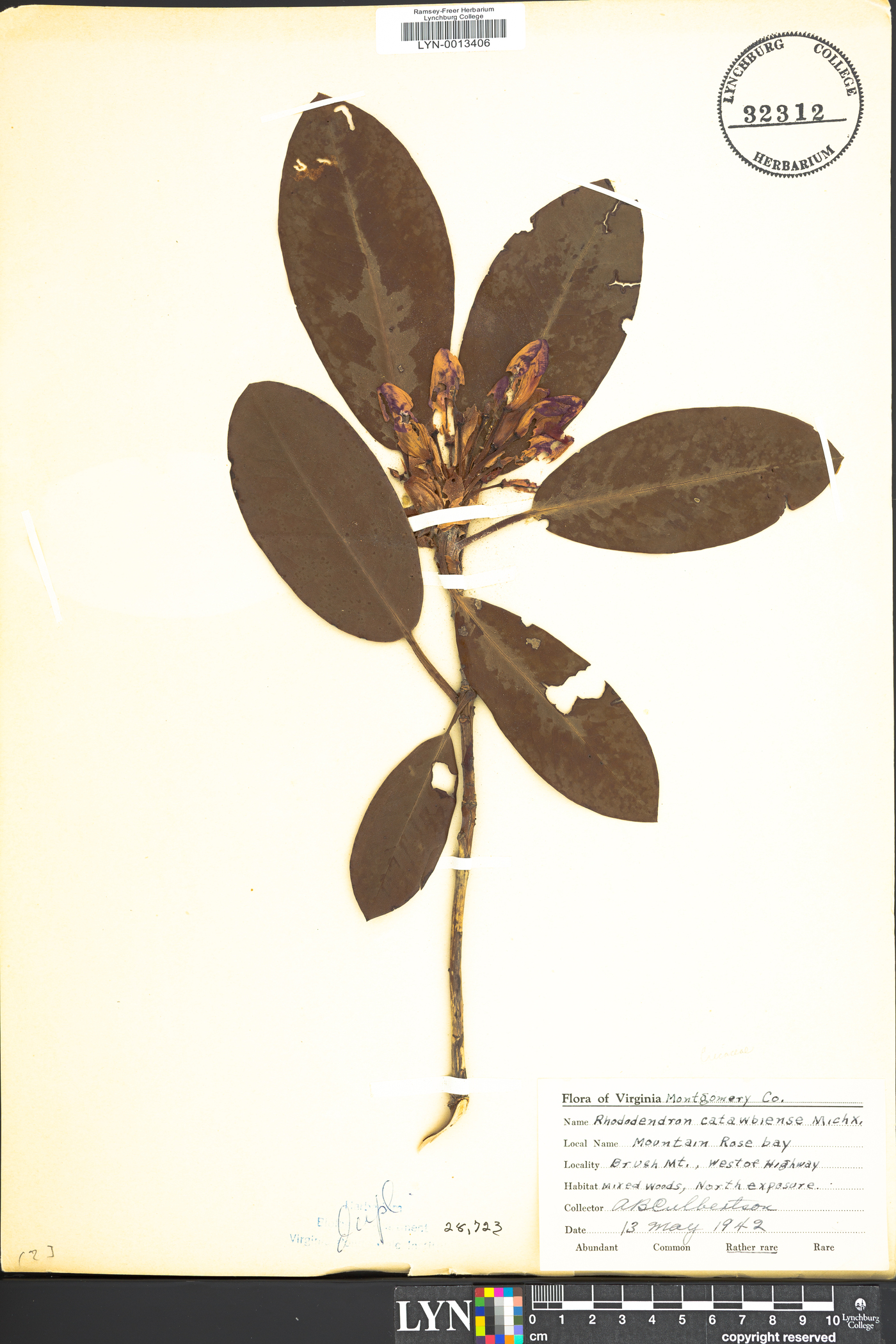 Rhododendron catawbiense image