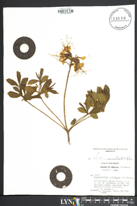 Rhododendron nudiflorum image