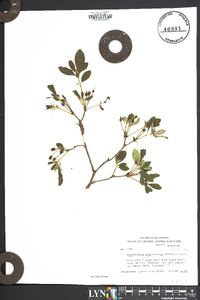 Rhododendron calendulaceum image